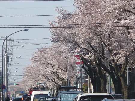 150331-桜 海軍道路 (5)