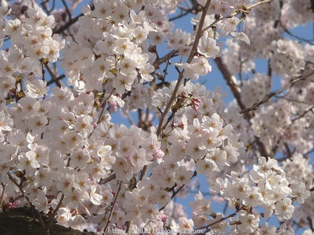 150331-桜 海軍道路 (15)