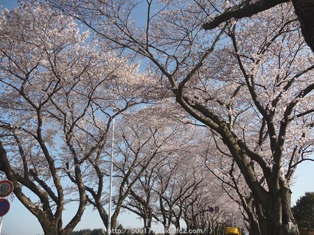150331-桜 海軍道路 (31)