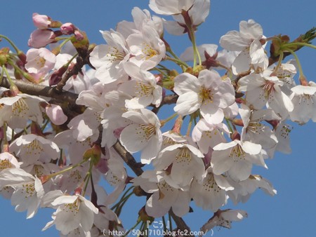 150331-桜 海軍道路 (33)