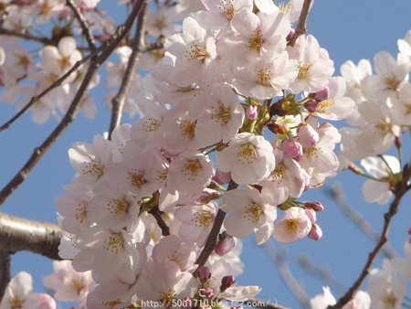 150331-桜 海軍道路 (35)