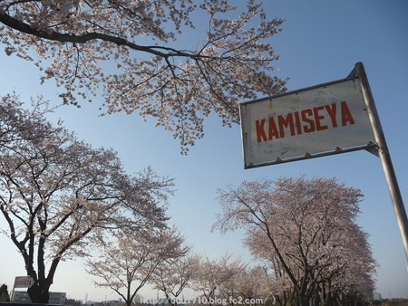 150331-桜 海軍道路 (58)