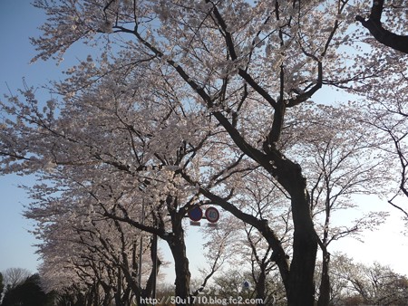 150331-桜 海軍道路 (65)