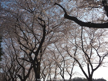 150331-桜 海軍道路 (72)