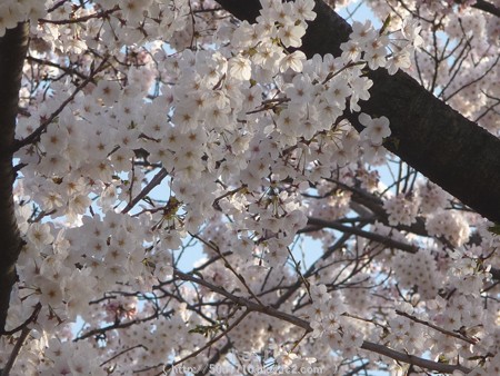 150331-桜 海軍道路 (73)