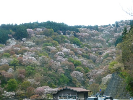 160410-吉野山 (11)