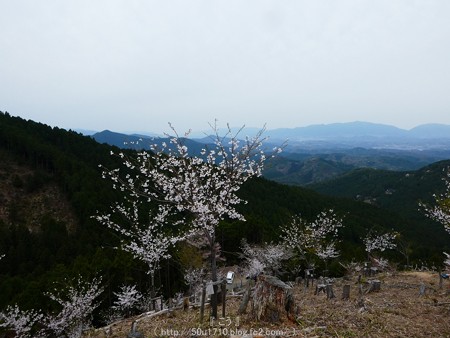 160410-吉野山 (39)