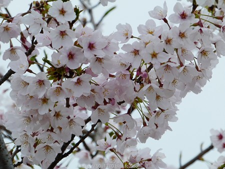 160410-吉野山 (42)