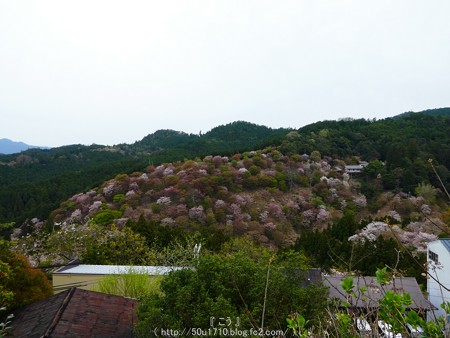160410-吉野山 (53)
