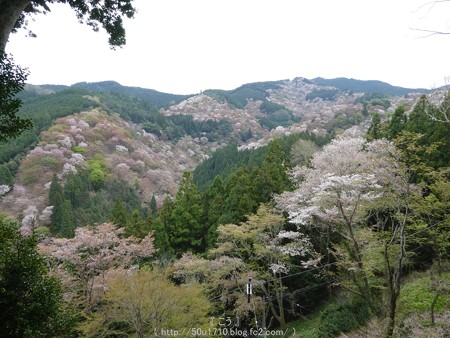 160410-吉野山 (74)
