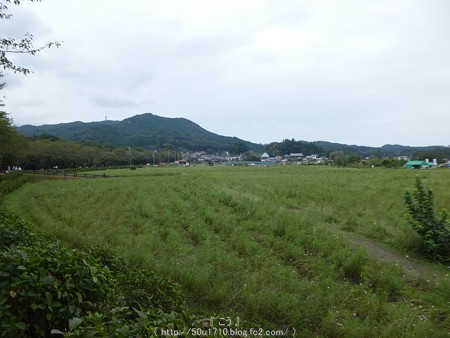 160926-巾着田 (218)