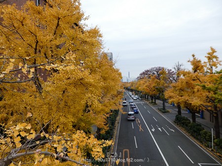 161130-山下公園通り黄葉 (53)