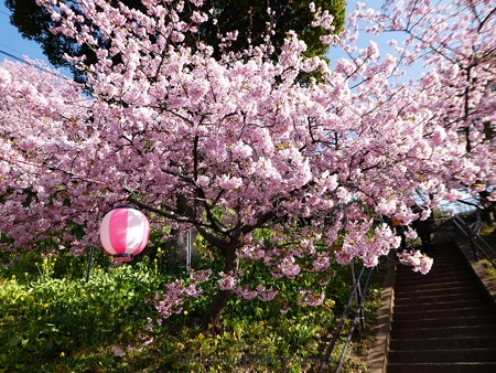 170228-松田町 河津桜 (7)