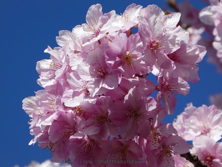 170228-松田町 河津桜 (9)