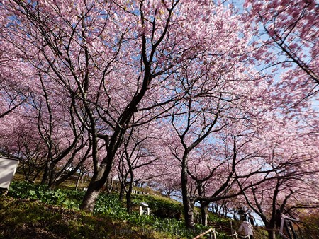 170228-松田町 河津桜 (19)