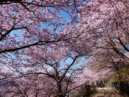 170228-松田町 河津桜 (35)