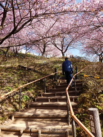 170228-松田町 河津桜 (40)