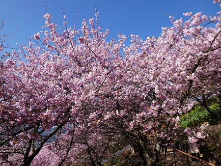 170228-松田町 河津桜 (45)