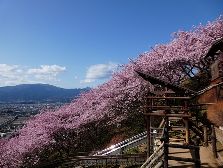 170228-松田町 河津桜 (50)