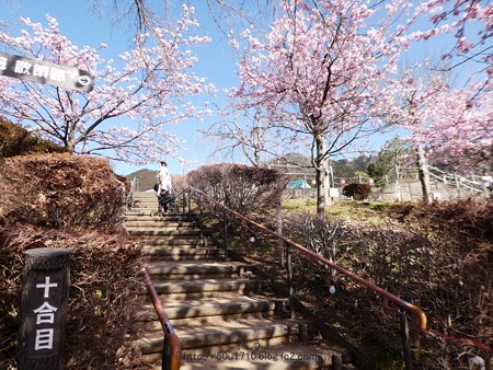 170228-松田町 河津桜 (51)