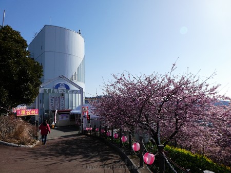 170228-松田町 河津桜 (84)