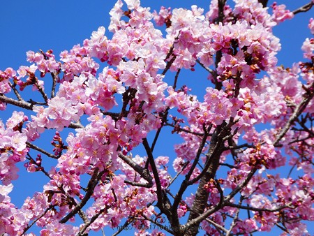 170228-松田町 河津桜 (137)
