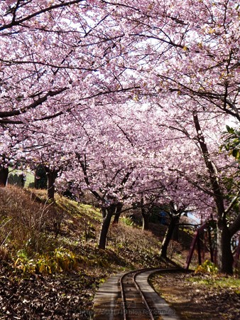 170228-松田町 河津桜 (145)
