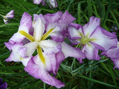 100615-明月院裏庭園-47