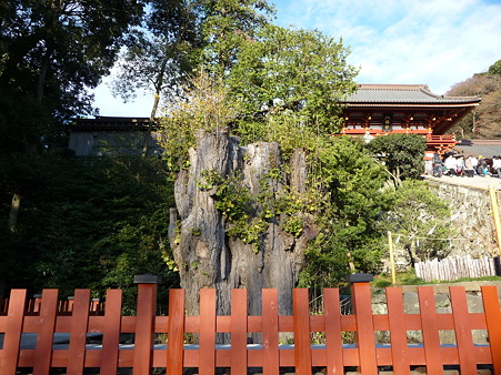 101210-八幡さま (9)
