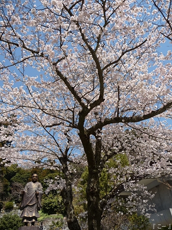110406-妙本寺 (13)