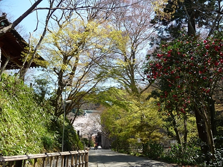110406-妙本寺 (33)