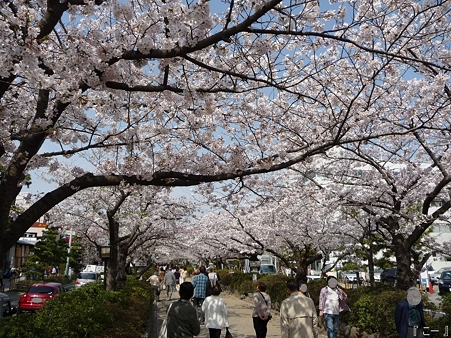 110411-鎌倉 段葛 (7)