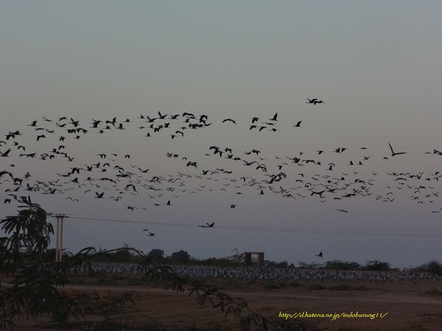 DemoiselleCrane85