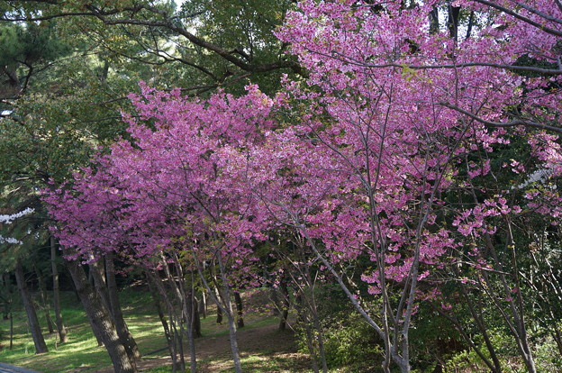 2015年3月30日 西公園 桜 福岡 さくら 写真 (28)
