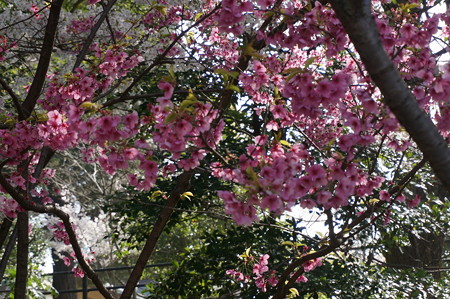 2015年3月30日 西公園 桜 福岡 さくら 写真 (29)