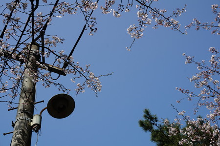 2015年3月30日 西公園 桜 福岡 さくら 写真 (32)