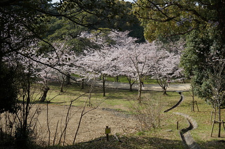 2015年3月30日 西公園 桜 福岡 さくら 写真 (34)
