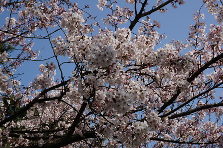 2015年3月30日 西公園 桜 福岡 さくら 写真 (43)