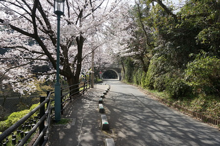 2015年3月30日 西公園 桜 福岡 さくら 写真 (72)