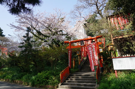 2015年3月30日 西公園 桜 福岡 さくら 写真 (90)