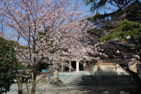 2015年3月30日 西公園 桜 福岡 さくら 写真 (102)