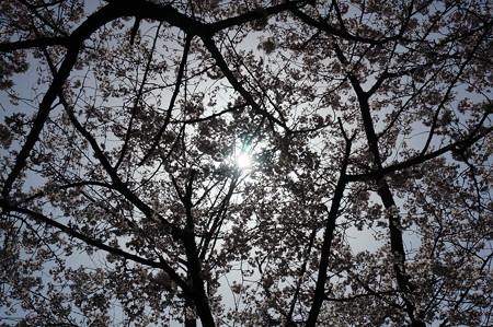 2015年3月30日 西公園 桜 福岡 さくら 写真 (117)