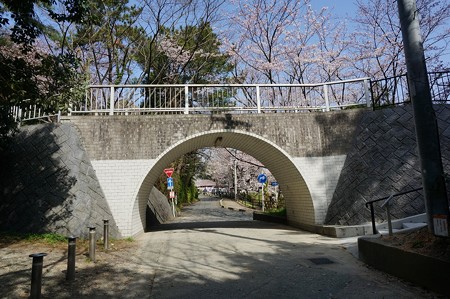 2015年3月30日 西公園 桜 福岡 さくら 写真 (119)