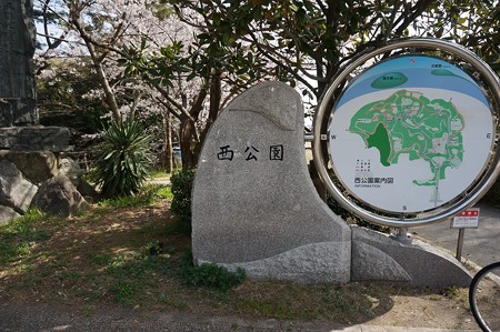 2015年3月30日 西公園 桜 福岡 さくら 写真 (145)