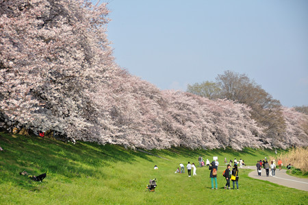 八幡市 背割堤の桜並木