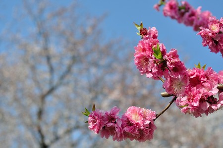 背割の春