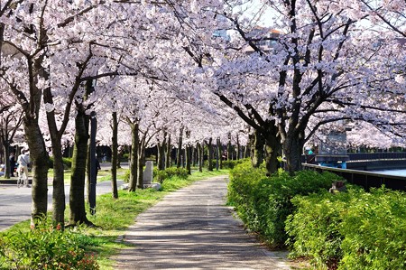 桜のトンネル