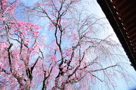 恵福寺の枝垂れ桜