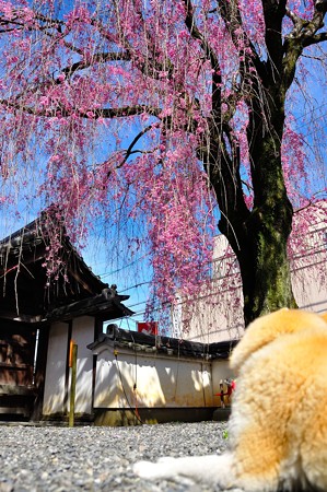 きなこちゃんと桜
