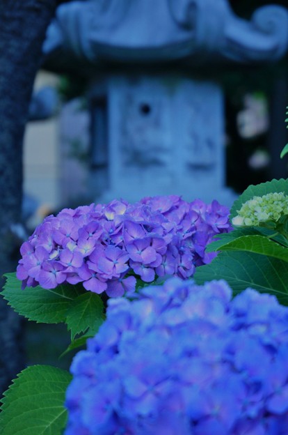 椎名町天祖神社境内の紫阳花